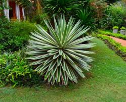 Widely adapted agaves, including yuccas, are gaining interest for their striking landscape features. Pin On Landscaping