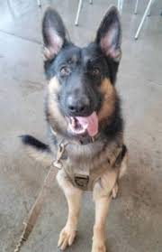 They prefer cooler climates if possible. 5 Best German Shepherd Breeders In Illinois 2021 We Love Doodles