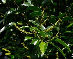 Image result for Shirakiopsis