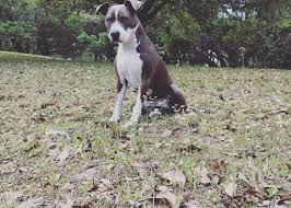 My dog is a 7 year old lab. Hurley S Journey To Beat Lymphoma Home Facebook