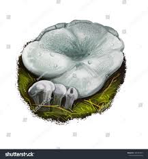 Image result for Phellodon niger