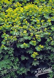Image result for Alchemilla kiwuensis