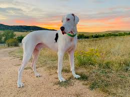 This is a list of great dane breeders and many have been involved in this breed for over 30 years. Rocky Mountain Great Dane Rescue Rescuing Great Danes