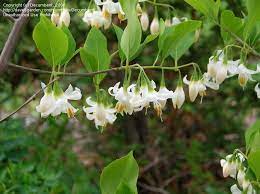 American Snowbell Storax Snowdrop Bush Styrax Americanus Native Plants Plants Flowers
