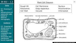 Eukaryotic cells are located in plants, animals including humans, fungi, and protozoa. Topic 1 2 Cell Ultrastructures Ppt Download