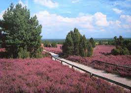Luneburger Heide Germany Urlaub In Deutschland Heide Park Reiseziele