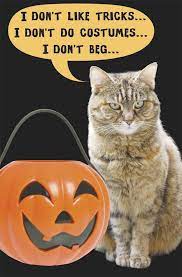 Cute Cat Halloween Card Crazy Cats Halloween Cat Sassy Cat