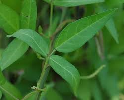 Image result for Vigna luteola