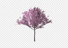Berdasarkan namanya sakura merupakan berasal dari kata saku yang memiliki arti mekar sedangkan ra adalah sebuah kata akhiran yang berbentuk jamak. Bunga Sakura Png Images Pngegg