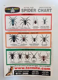 Not many things at all (kill a gecko), the redbacks are amongst them and a big huntsman in a good position could kill and eat geckos, and snakes could, but snakes are getting killed by the (cane) toad. if you want to get rid of spiders make sure yon don't chase these little guys out. This Spider Identification Chart In Australia Mildlyinteresting