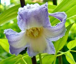 Image result for Thunbergia crispa