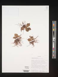 Image result for Craterostigma nummulariifolium