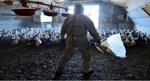 Na china, foram detectadas várias cepas de gripe aviária em. Rusia Alerta A La Oms Sobre La Primera Transmision De Gripe Aviar H5n8 En Humanos
