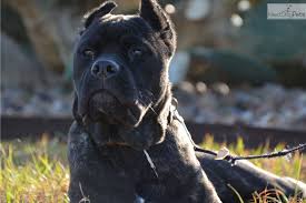We are located in heflin, louisiana (close to the texas and arkansas state lines). Cane Corso Mastiff Puppy For Sale Near Houston Texas 374ece66 8901
