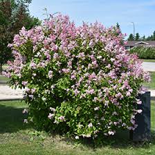 Image result for Syringa prestoniae