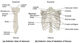 Rib cage, basketlike skeletal structure that forms the chest, or thorax, made up of the ribs and their corresponding attachments to the sternum and the vertebral column. The Thoracic Cage Anatomy And Physiology I