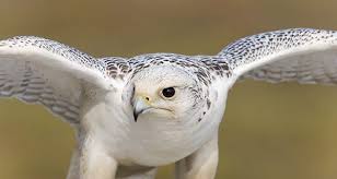 Top 10 Fastest Flying Birds In The World Birds Flying Birds Of Prey Bird