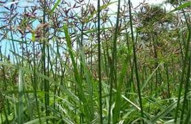 Maybe you would like to learn more about one of these? Manfaat Rumput Teki Untuk Kesehatan Yang Sangat Mujarab Gingsul Com