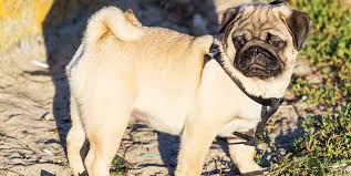 Pug, also known as milamber (after being taken by the tsurani to their home world of kelewan), is a fictional character appearing in the. When Should I Spay My Pug Everything You Need To Know Black Pug Site
