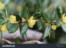 Image result for Berberis verruculosa
