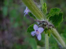 Image result for Mesosphaerum suaveolens