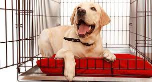 For a labrador puppy of 8 weeks to around 5 months old a 24 inch crate will be sufficient to give them enough space. What Size Crate For A Lab The Ideal Dimensions For Different Ages