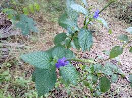Image result for Stachytarpheta urticifolia