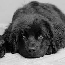 Explore 71 listings for puppies for sale in newfoundland at best prices. Newfoundland Puppies For Sale