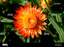 Image result for Helichrysum stenopterum