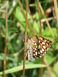 Image result for Heteropterus morpheus