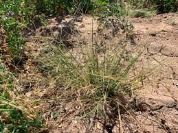 Image result for Leptochloa panicea