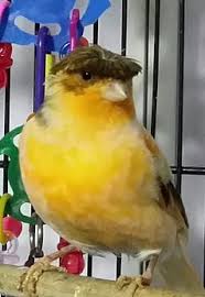 Bird Watch Panosundaki Pin