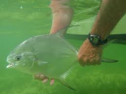 Follow the vibe and change your wallpaper every day! Belize Fly Fishing Belize Fishing Guides Ambergris Caye