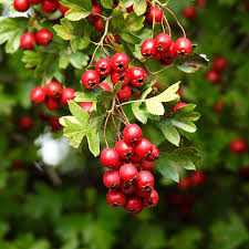 Image result for Crataegus