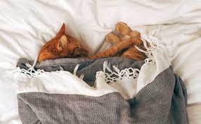 Cats find their litter box safer and they feel that it's their spot, because it smells like them due to their urine scent. How Much Do Cats Sleep And How Many Hours Do They Really Need Modkat