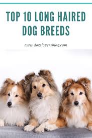 Browse through our breeder's listings and find your perfect puppy at the perfect price. Top 10 Long Haired Dog Breeds Long Haired Dog Breeds Long Haired Dogs Breeds