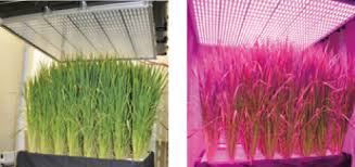 Sep 17, 2009 · researchers can successfully grow plants using only artificial light in growth chambers. Nurturing Plants With Light Special Contents All About Light Ushio Annual Report 2014