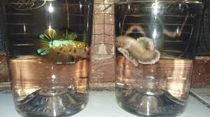 Amount, in grams (g) 25 g 50 g 65 g 75 g 100 g 125 g 135 g Ikan Cupang Yellow Banana Hobi Mancing