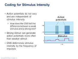 Difference Of Stimulus Intensity And Stimulus Frequency