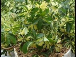 Tanaman walisongo memiliki warna daun yang unik, yaitu perpaduan hijau dan putih kekuningan, dengan bentuk menjari. Inilah Rahasia Cara Menanam Dan Merawat Tanaman Hias Bunga Walisongo Bagi Pemula Youtube