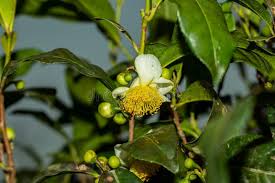 Image result for Theaceae