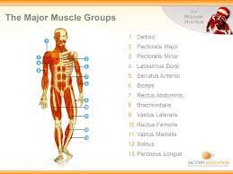 The hamstrings play an important role during a number of the different phases of running gait. Exploring Sport The Muscular Structure 3 Types Of Muscle In The Human Body There Are 3 Different Types Of Muscle These Are Involuntary Muscles Also Ppt Download