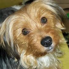 Hunde suchen ein zuhause schweiz. Startseite