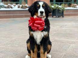 In our breeding program, we produce f1 puppies, which means that a purebred bernese mountain dog is bred to a purebred poodle. This Bernese Mountain Dog Is The New Mascot Of The St Regis In Aspen