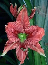 The High Light Of My Amaryllis Season Is Coming Now Amaryllis Flowers Amaryllis Parts Of A Flower