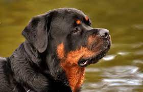 This is an adorable rottweiler name. 200 Best Dog Names For Rottweiler Ultimate List For Naming Your Rottie