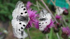 Image result for Parnassius apollo