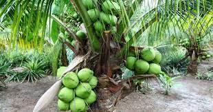 Pengenalan kepada kelapa hibrid matag yang disyorkan oleh jabatan pertanian. Panduan Lengkap Tanam Kelapa Matag Untuk Hasil Yang Lumayan Impiana