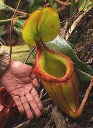 Invasive plants outcompete native vegetation, threaten endangered species and curb biodiversity. 19 Best Insect Eating Plant Ideas Insect Eating Plants Eating Plant Carnivorous Plants