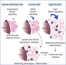 Adipose tissue is a form of loose connective tissue composed of adipocytes, fibroblasts, vascular endothelial cells, and some immune cells. Pathological Conversion Of Mouse Perivascular Adipose Tissue By Notch Activation Arteriosclerosis Thrombosis And Vascular Biology
